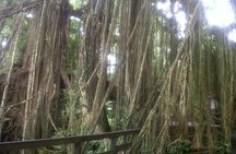Monkey Forest, Ubud, Waterfall and Rice Terrace