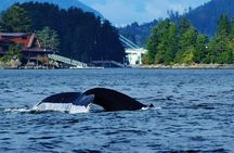 Private Whale Watching and Marine Wildlife Tour
