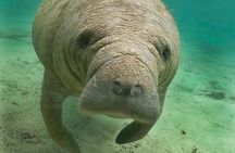 Manatee Sightseeing and Wildlife Boat Tour