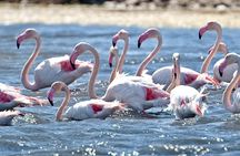 Cagliari E-Bike Tour: Gulf, Canals & Flamingos at Molentargius