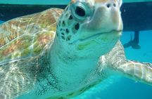 Barbados Sunset and Snorkeling Catamaran Cruise