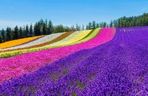 Furano & Biei Customised Private Day Tour (Up to 8 Pax/11 Hours)