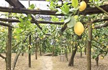 Sorrento Farm by Tuk Tuk: Cheese, Limoncello & Hands-On Pizza