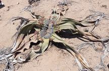 Walwitschia Plan Moonlandscape &Namib Desert Explorer Day Tour