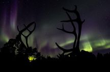 Small-Group Night of Reindeer and Northern Lights