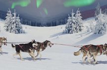 Hunting Northern Lights with Husky