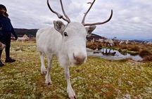 Visit a Lappish Reindeer Farm in the Summer
