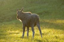 Moose Safari Bodo, Norway, Meet the Largest Land Animal in Europe