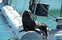 Half-Day Cruise in Marlborough Sounds from Picton
