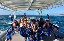 Byron Bay Dolphin Tour - Ocean Safari