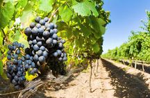 Full Day Martinborough Wine Tour