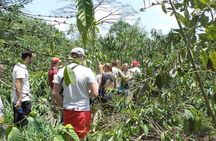 Cocoa Trail