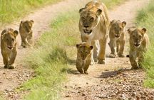 Tarangire day Trip from Arusha