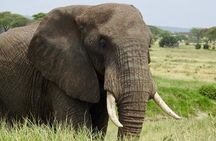 Tarangire day Trip from Arusha