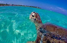 Snorkel St. John Tour from Sapphire and Margaritaville