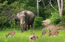 All inclusive Private jeep safari at Yala National park