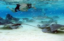 Starfish Point, Stingray City & Coral Garden (3-STOP Adventure)