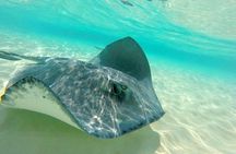 Stingray City, Snorkeling, & StarFish Adventure