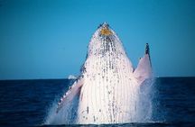 Whale Watching Cruise from Mooloolaba