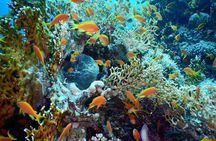 Red Sea Diving Trip from Hurghada: Beginner to Advanced Divers