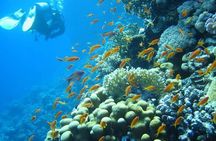 Red Sea Diving Trip from Hurghada: Beginner to Advanced Divers