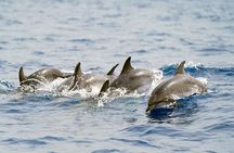 Whale Watching Eco-Adventure from Costa Adeje 