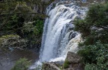 Shore Excursion To Historic Kerikeri Including Lunch