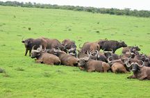 Big 5 Tour from Port Elizabeth 