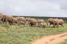 Big 5 Tour from Port Elizabeth 