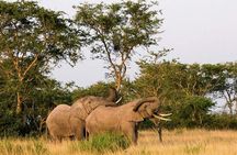 5-Day Pearl of Africa Chimps and Gorilla Trekking Safari