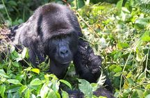 5-Day Pearl of Africa Chimps and Gorilla Trekking Safari