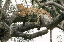 6-Day Murchison Falls and Kidepo NP Wildlife Safari