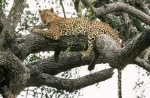 6-Day Murchison Falls, Chimp Trekking and Big Game Combo