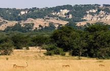 6-Day Murchison Falls, Chimp Trekking and Big Game Combo