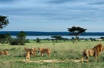 8-Day Murchison Falls, Chimp and Epic Gorilla Trekking Safari