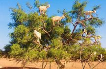 Private Day Trip from Marrakech to Essaouira