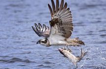 Private Historical Wildlife and Dolphin Cruise South Padre Island