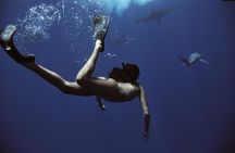Swim with Sharks Cage-Free from Oahu