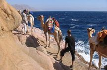 Camel Ridding marsa alam safari from Camel Yard
