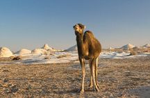One Night Camping In White & Black Deserts Baharaya Oasis From Cairo