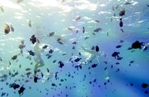 Full-Day Bora Bora Lagoon Cruise Including Snorkeling with Sharks and Stingrays