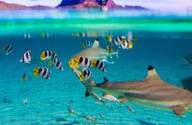 Full-Day Bora Bora Lagoon Cruise Including Snorkeling with Sharks and Stingrays