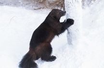 Private Ranua Zoo tour