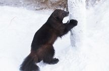 Ranua Zoo tour, optional lunch