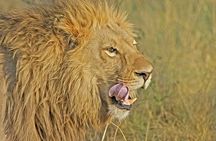 Nairobi National Park Safari Tour
