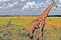 Nairobi National Park and Giraffe Center Tour