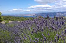 Hvar Lavender Tour