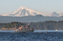 Guaranteed Whale Watching Tour