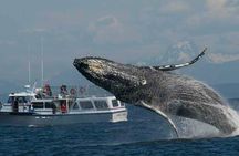 Guaranteed Whale Watching Tour