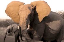 Fully inclusive Pilanesberg safari from Johannesburg